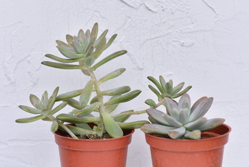 石蓮花徒長原因 石蓮花徒長原因