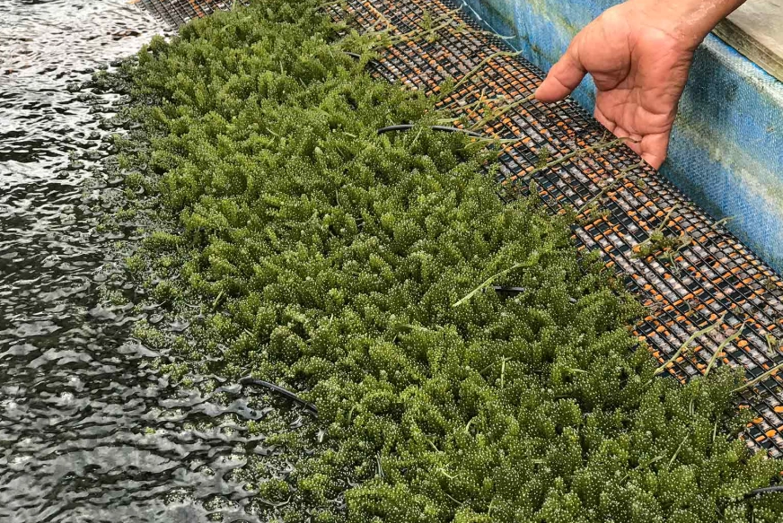 海葡萄養殖方法 海葡萄養殖方法