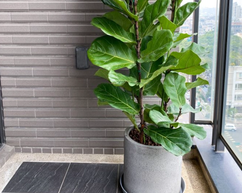 琴葉榕木質化處理 琴葉榕木質化處理