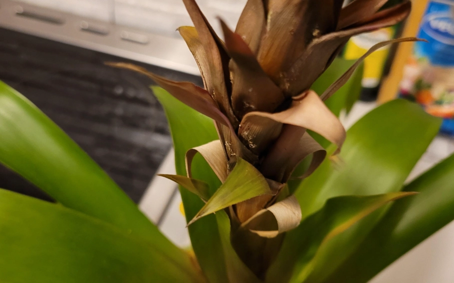鳳梨花 葉子 枯黃