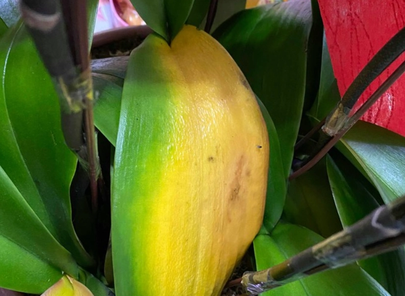 蝴蝶蘭葉子變黃原因 蝴蝶蘭葉子變黃原因