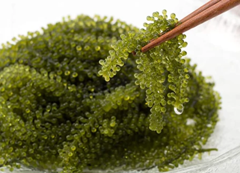 海葡萄營養價值 海葡萄營養價值