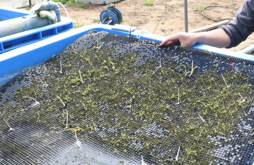 海葡萄種植環境 海葡萄種植環境