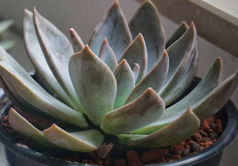 石蓮花澆水方法