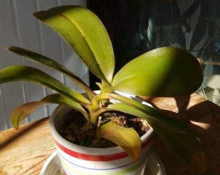 蝴蝶蘭病害防治