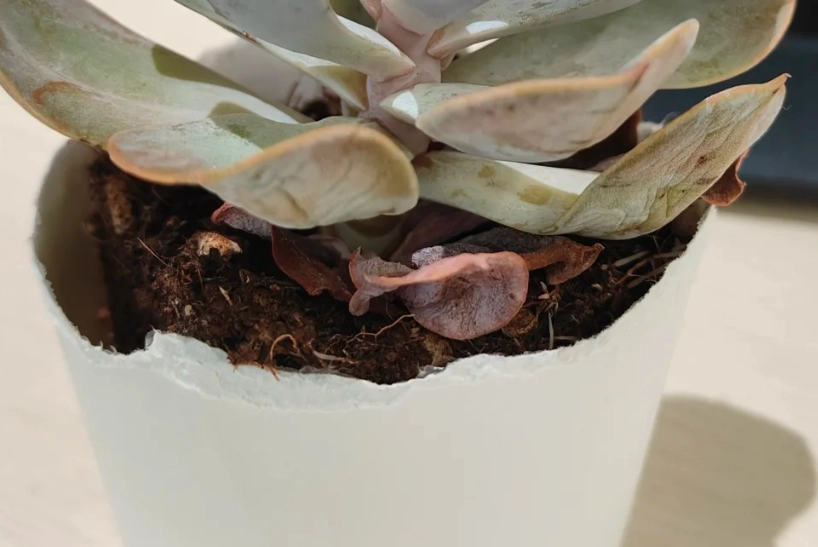 石蓮花枯萎處理 石蓮花枯萎處理