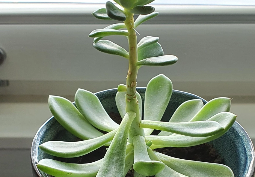 石蓮花徒長處理 石蓮花徒長處理