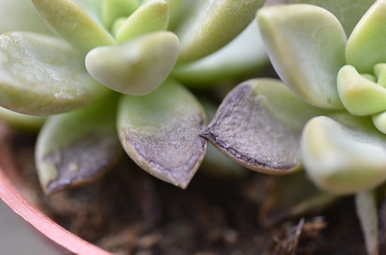 多肉植物缺水症狀 多肉植物缺水症狀