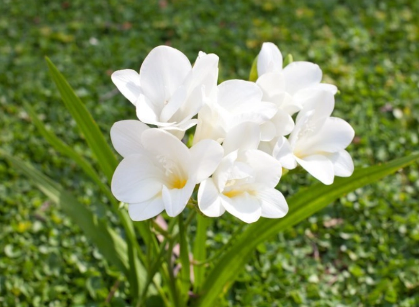 白色小蒼蘭 種植