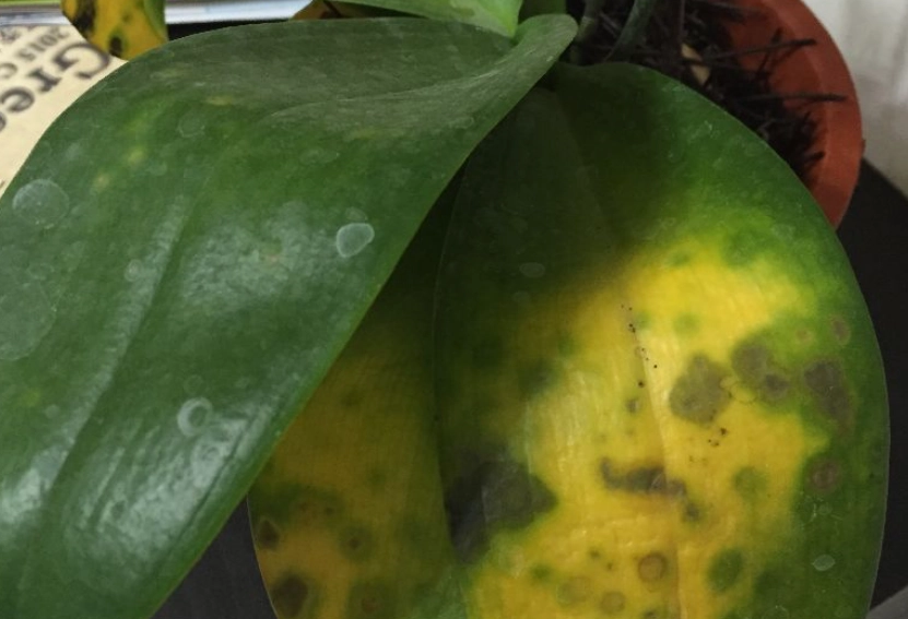 蘭花葉子變黃 蘭花葉子變黃