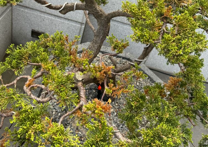 真柏光照不足處理 真柏光照不足處理