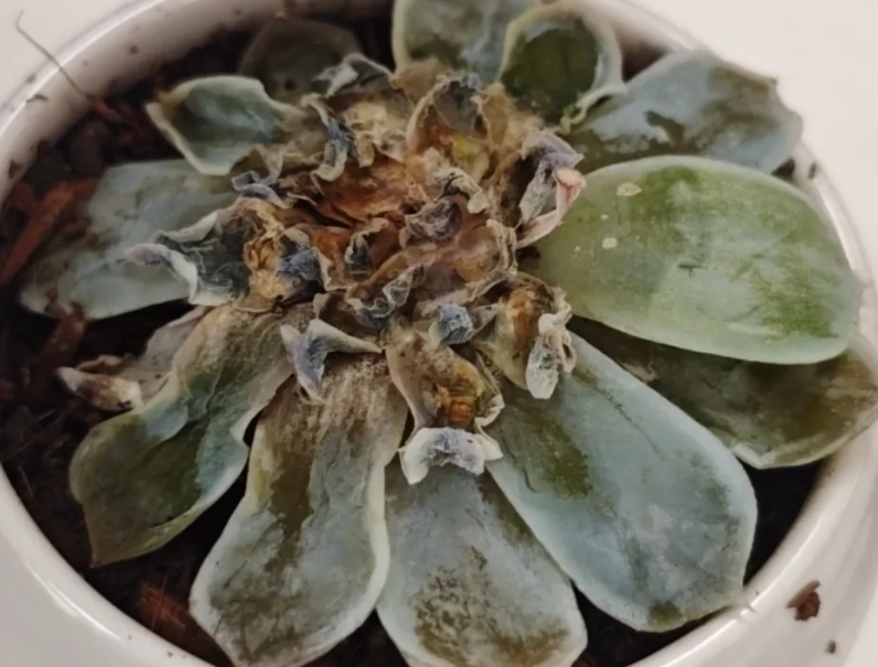 石蓮花枯萎原因 石蓮花枯萎原因