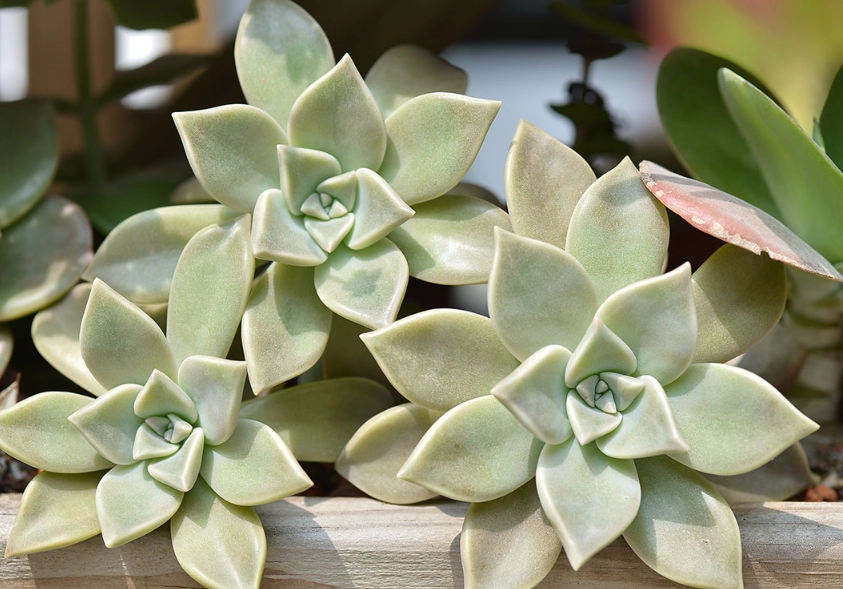 石蓮花澆水注意事項