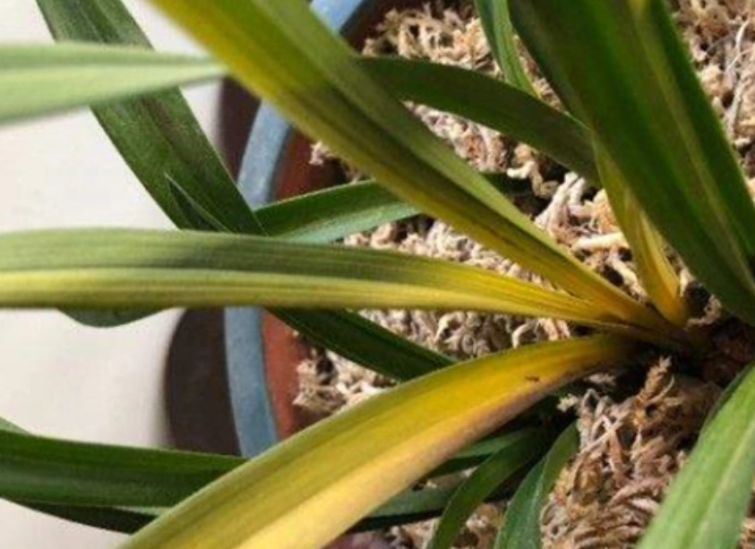 蘭花黃葉病治療 蘭花黃葉病治療