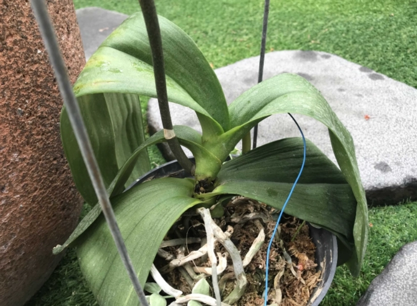 蝴蝶蘭養護技巧 蝴蝶蘭養護技巧