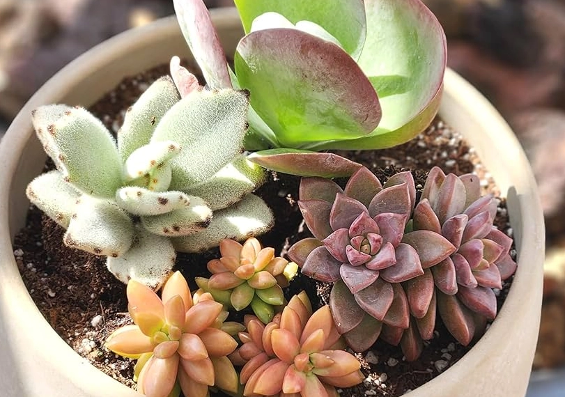 多肉植物品種 多肉植物品種