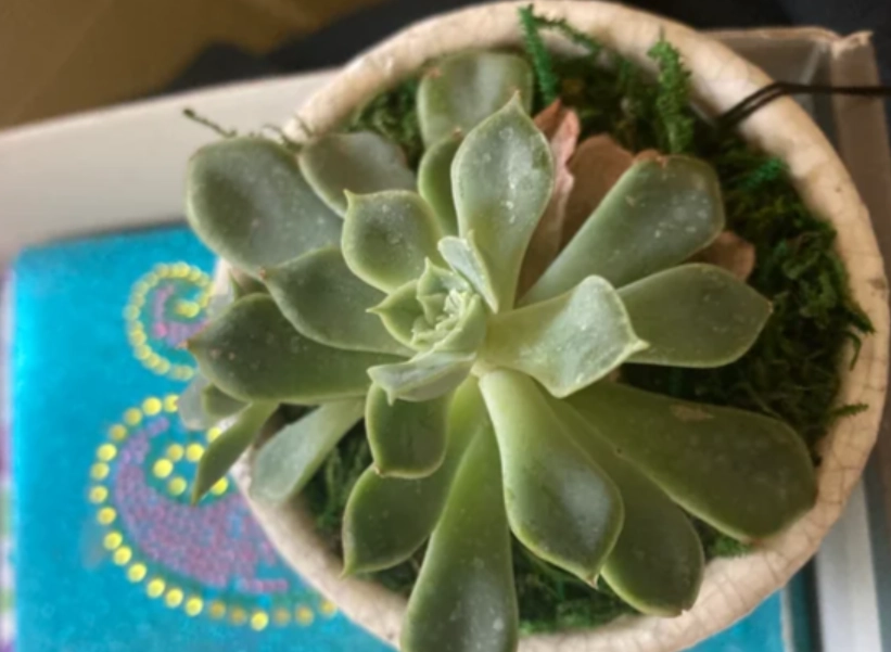 石蓮花養護技巧 石蓮花養護技巧