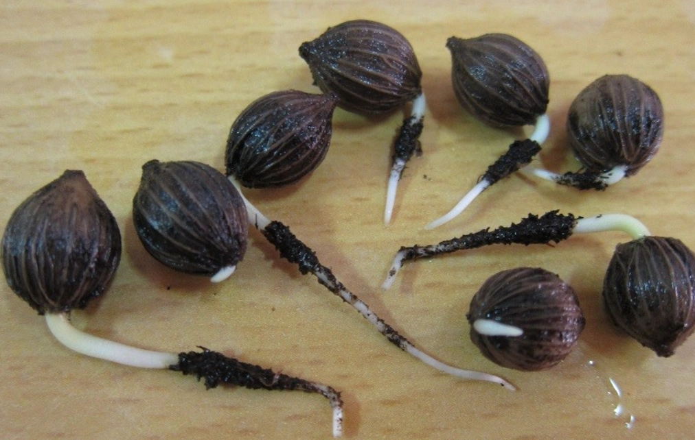 海葡萄種子照顧 海葡萄種子照顧