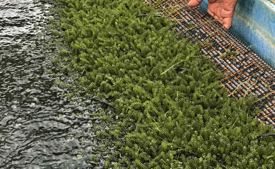 海葡萄生長水質