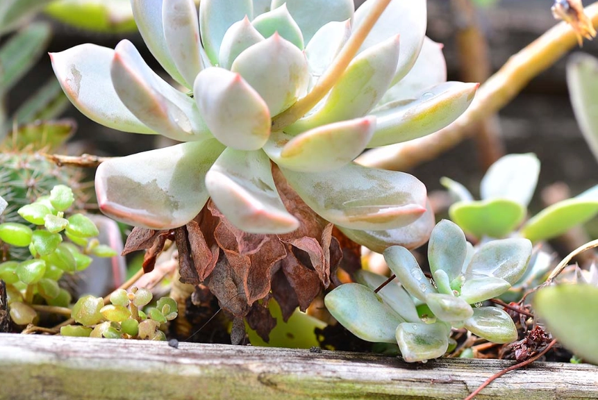 石蓮花枯萎處理 石蓮花枯萎處理