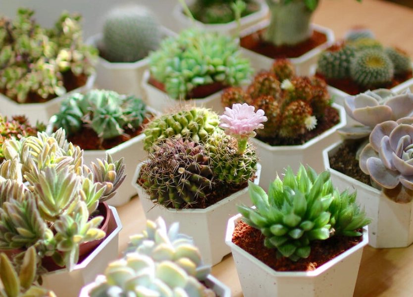 室內植物照顧 室內植物照顧