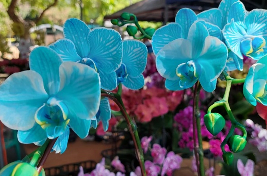 蘭花色系含義 蘭花色系含義