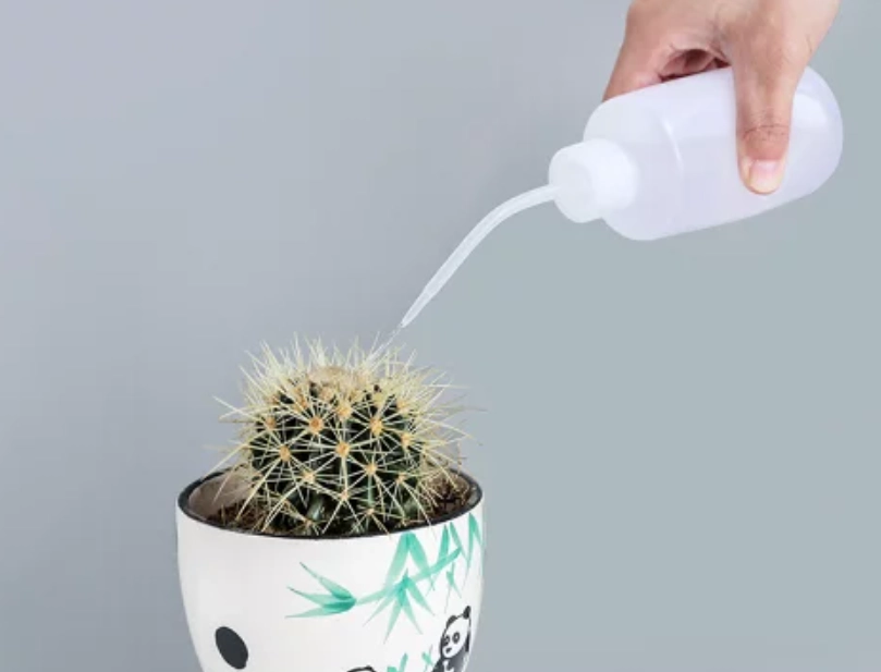 多肉植物澆水方法 多肉植物澆水方法