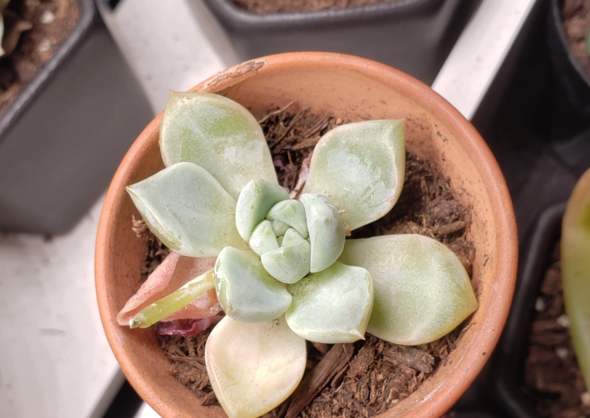 石蓮花室內照顧