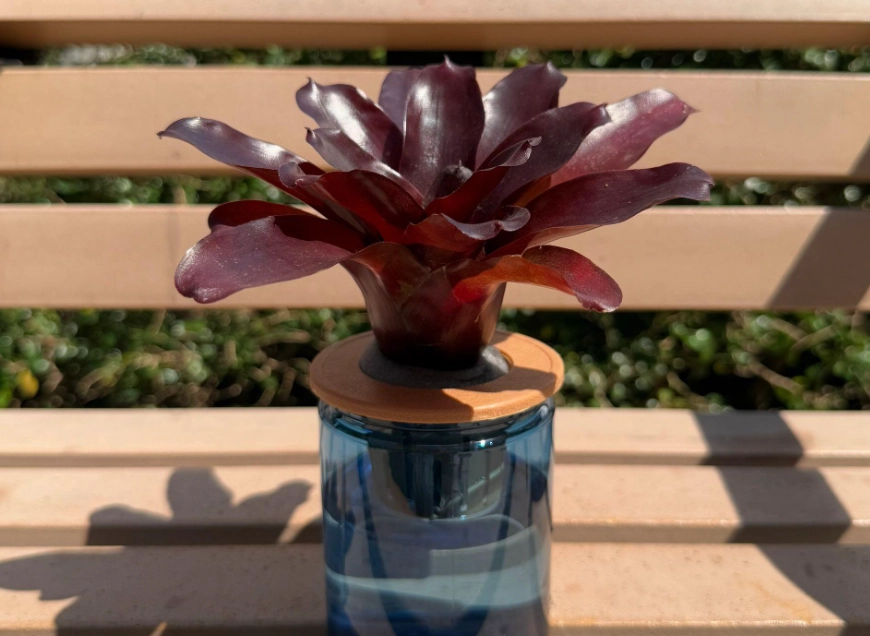 水耕鳳梨 水耕鳳梨