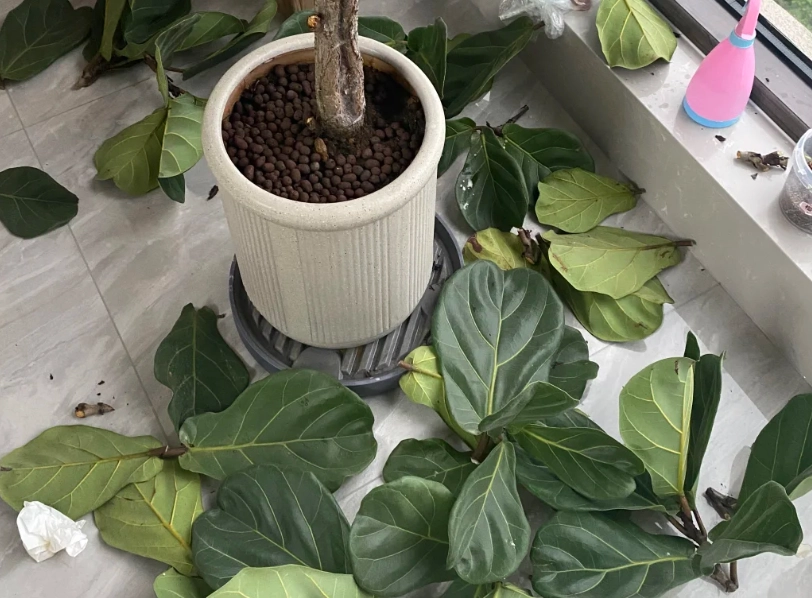 琴葉榕修剪方法 琴葉榕修剪方法