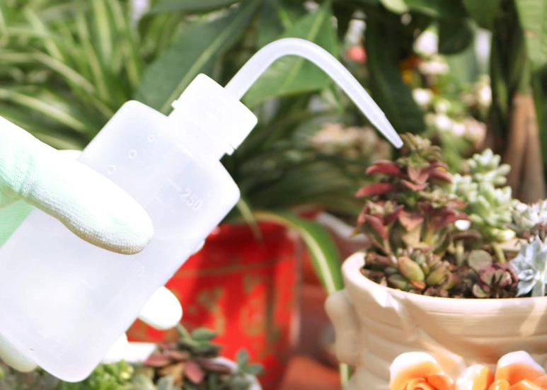 多肉植物照顧 多肉植物照顧