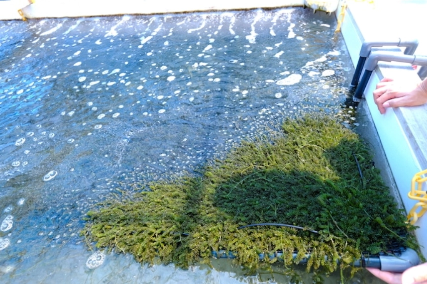 海葡萄養殖方法 海葡萄養殖方法