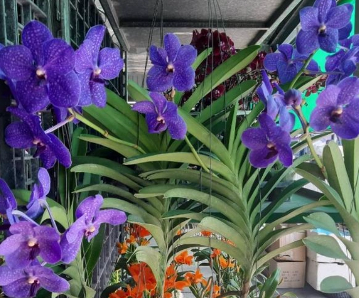 蘭花顏色選擇 蘭花顏色選擇