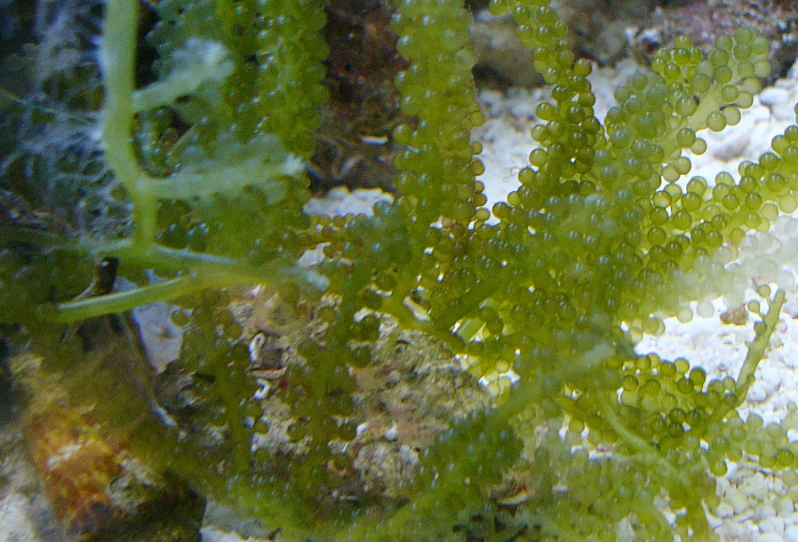 海葡萄生長水質