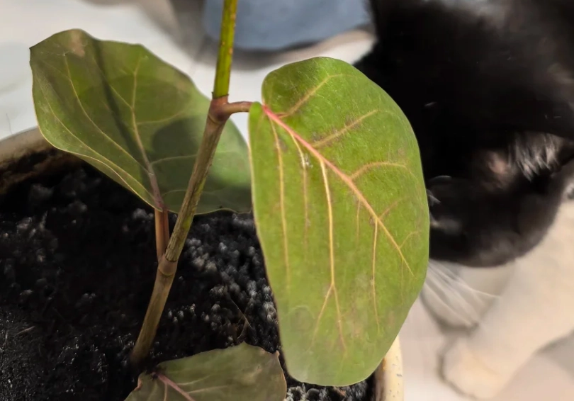 海葡萄葉子變軟