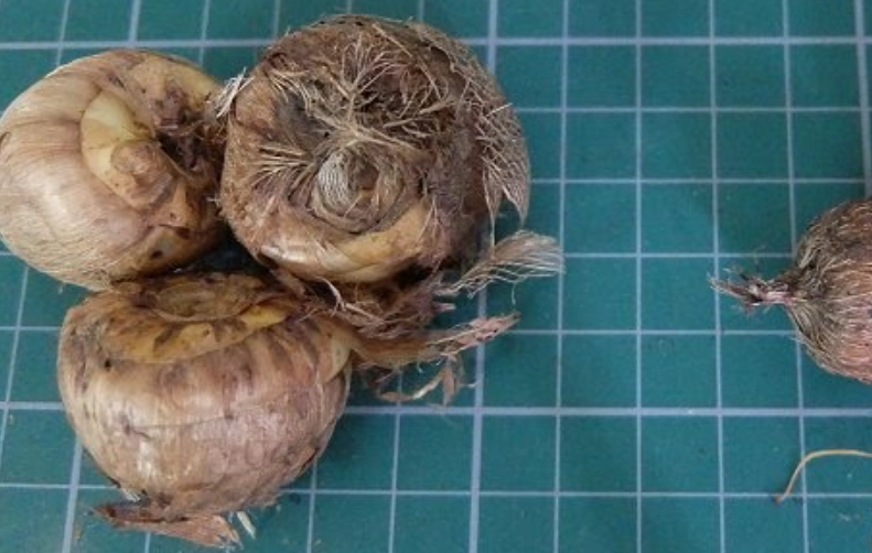 小蒼蘭球根哪裡買