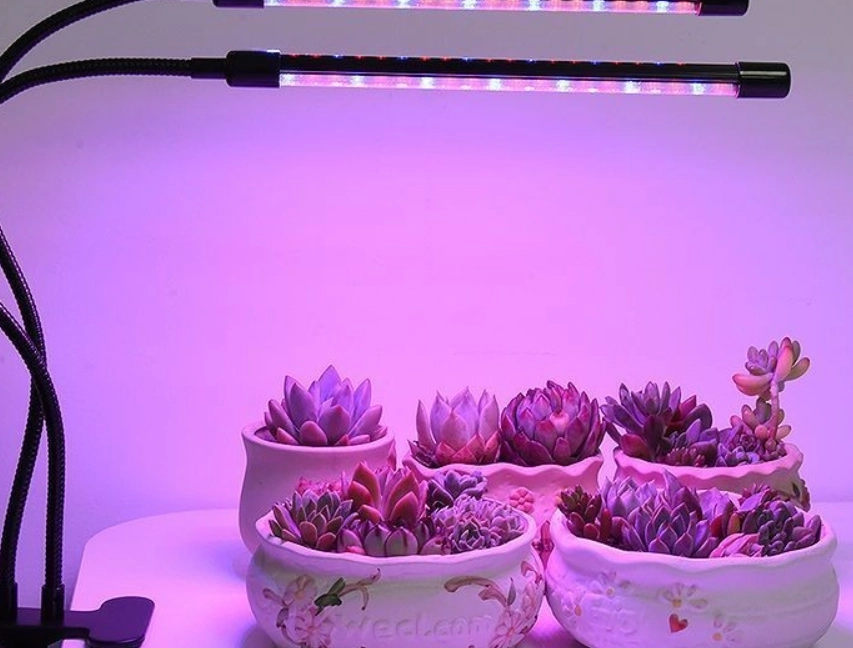 室內多肉植物光照 室內多肉植物光照