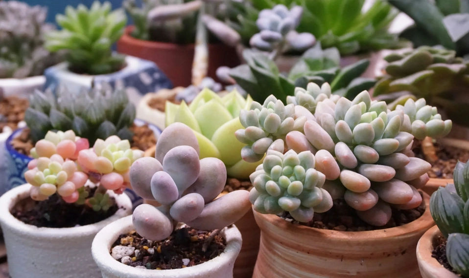 多肉植物養護 多肉植物養護