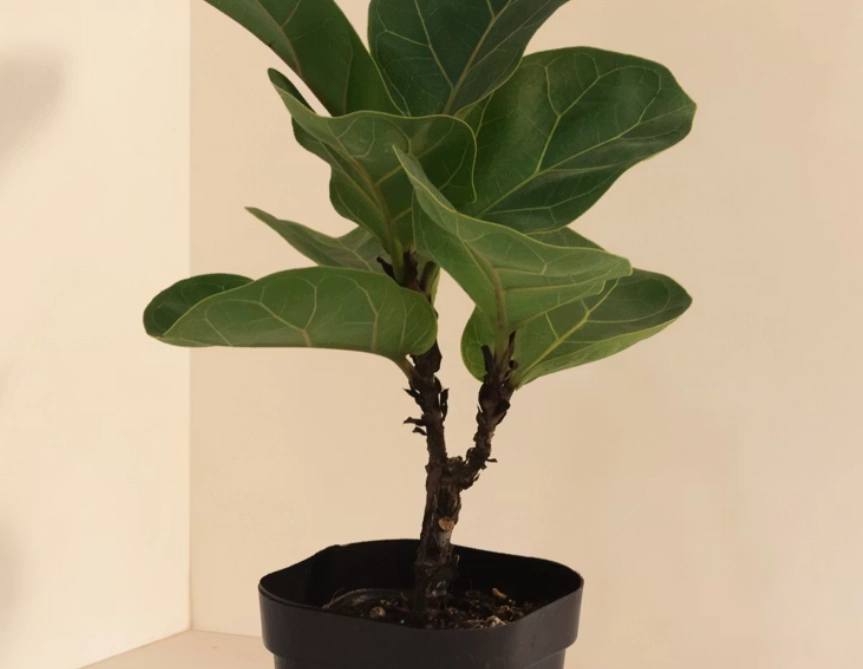 琴葉榕木質化原因 琴葉榕木質化原因