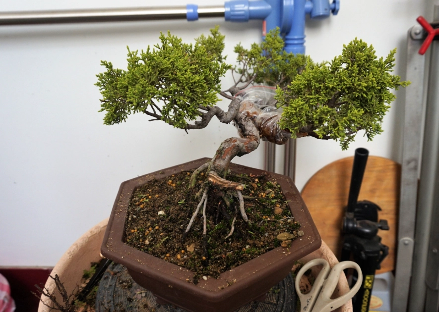 真柏換盆後照顧 真柏換盆後照顧