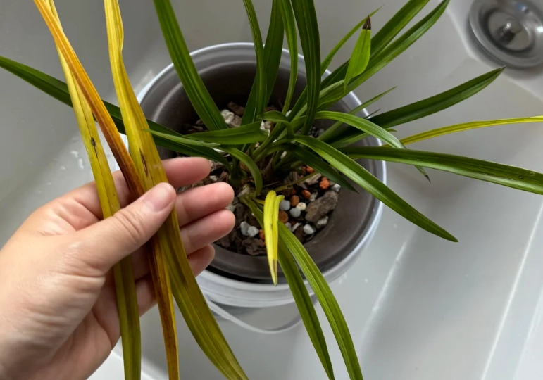 蘭花黃葉病治療 蘭花黃葉病治療