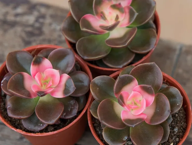多肉植物室內養護
