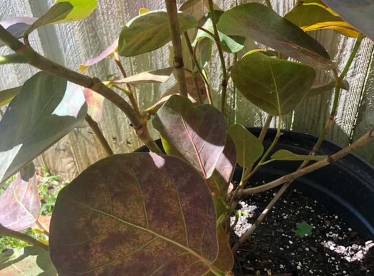 海葡萄葉子捲曲處理 海葡萄葉子捲曲處理