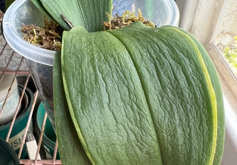 蝴蝶蘭葉子下垂處理