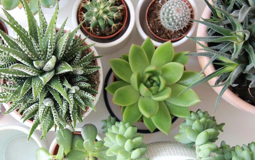多肉植物種類 多肉植物種類