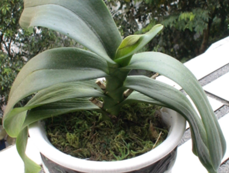 蝴蝶蘭葉子下垂處理 蝴蝶蘭葉子下垂處理