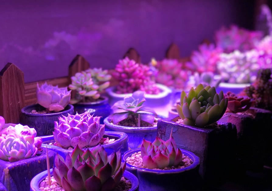 多肉植物人工光源 多肉植物人工光源