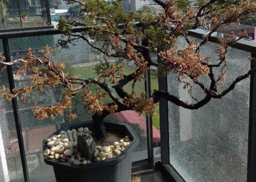 真柏根腐病 真柏根腐病