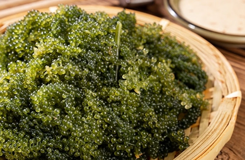 海葡萄營養價值 海葡萄營養價值