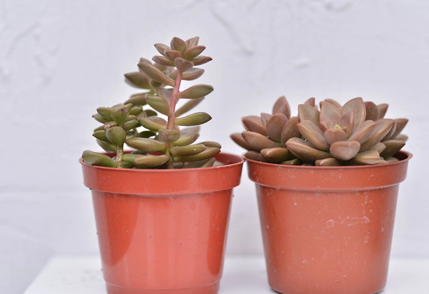 石蓮花徒長處理 石蓮花徒長處理